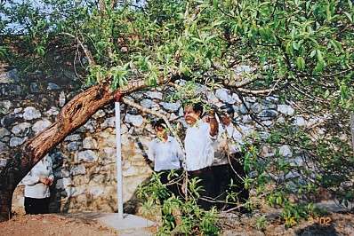 Cây đào Tô Hiệu Cây đào Tô Hiệu
