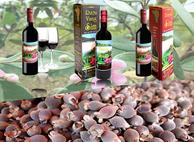 Cơ Sở Sản Xuất Rượu Sim Cơ Sở Sản Xuất Rượu Sim