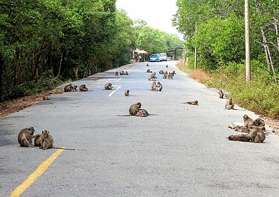 Đảo Khỉ Đảo Khỉ