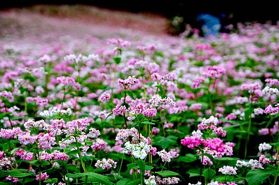Hoa Tam Giác Mạch Hoa Tam Giác Mạch