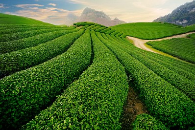 Nông Trường Chè Nông Trường Chè
