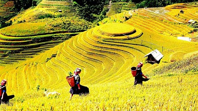 Ruộng bậc thang Chế Cu Nha Ruộng bậc thang Chế Cu Nha