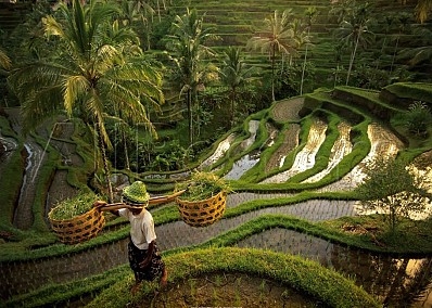 ruộng bậc thang Tegalalang ruộng bậc thang Tegalalang