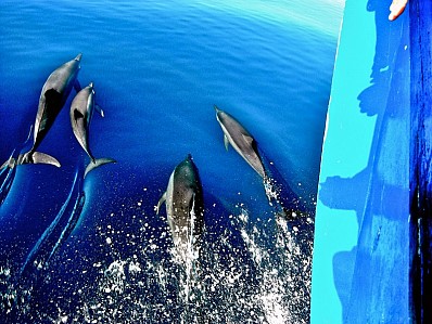 Sunset Dolphin Cruise Sunset Dolphin Cruise