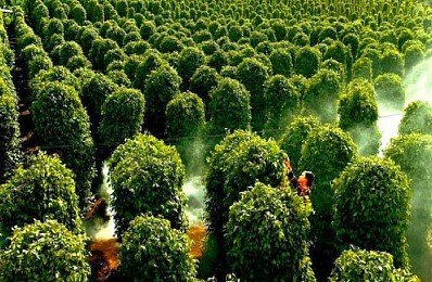 Vườn Tiêu Suối Đá Vườn Tiêu Suối Đá