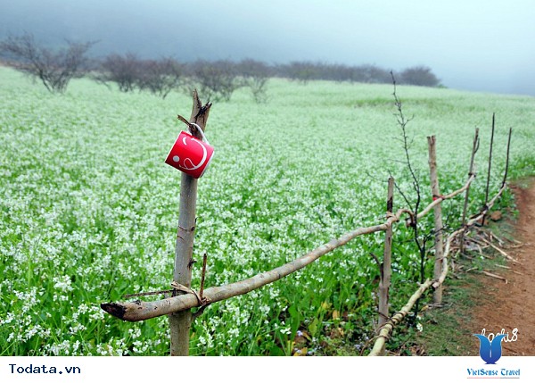 Vẻ Đẹp Mộc Châu Những Ngày Mùa Đông Đến - Ảnh 27