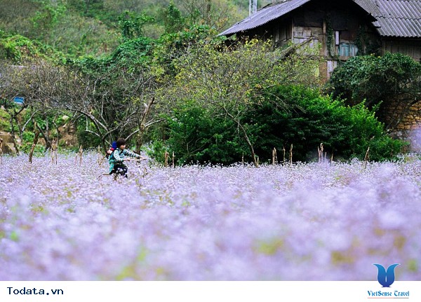 Vẻ Đẹp Mộc Châu Những Ngày Mùa Đông Đến - Ảnh 29