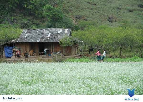 Vẻ Đẹp Mộc Châu Những Ngày Mùa Đông Đến - Ảnh 22