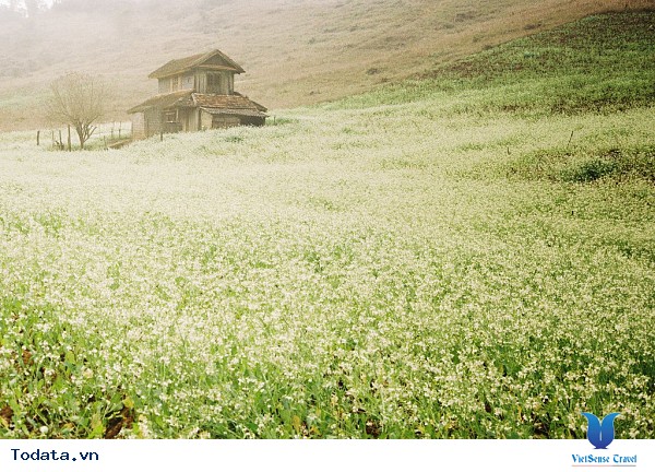 Vẻ Đẹp Mộc Châu Những Ngày Mùa Đông Đến - Ảnh 24