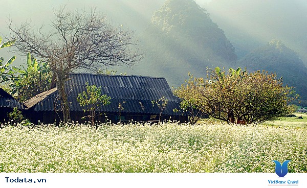 Vẻ Đẹp Mộc Châu Những Ngày Mùa Đông Đến - Ảnh 23