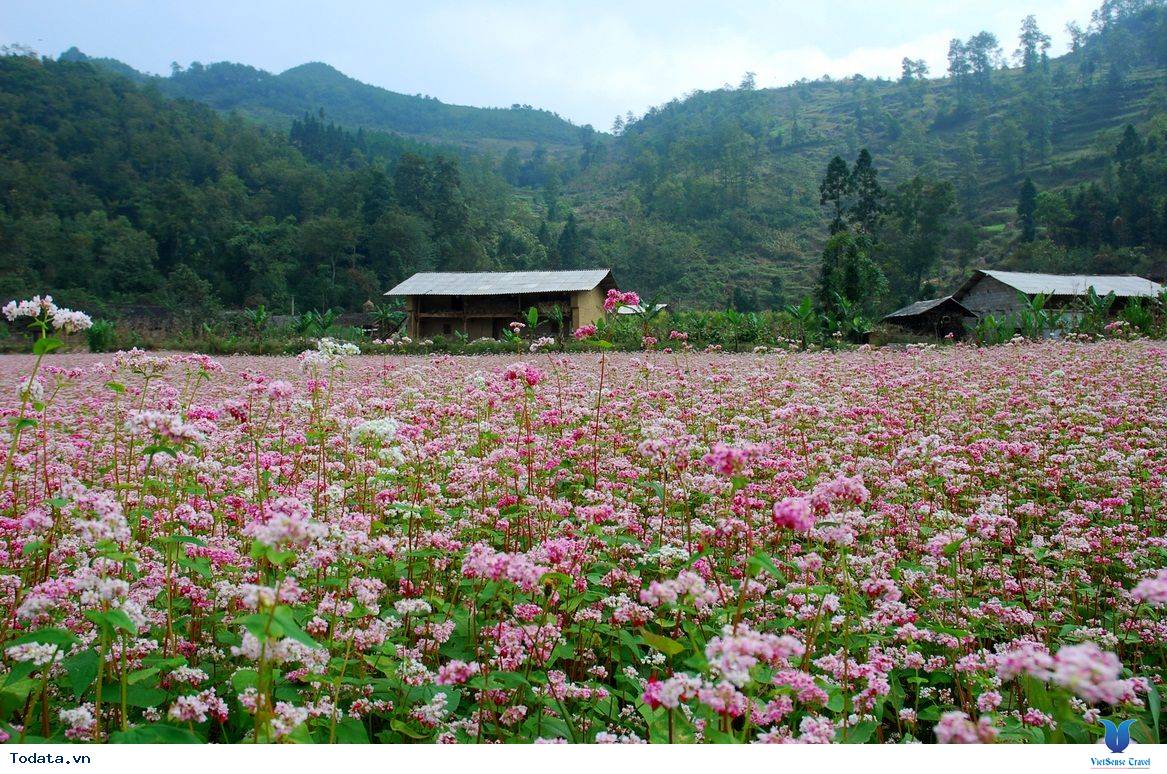 Địa điểm ngắm hoa tam giác mạch đẹp nhất ở Hà Giang?