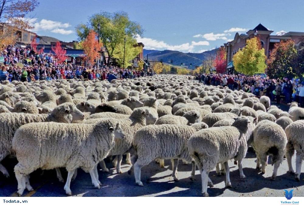 Đón năm mới ấm áp với lễ hội chăn cừu ở Nga