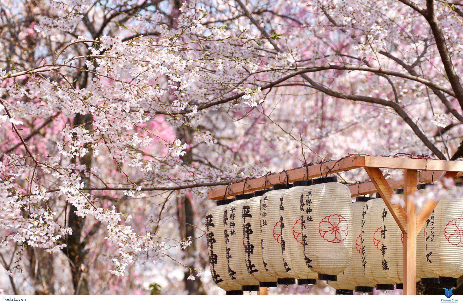 Du lịch Nhật Bản, Ngắm hoa anh đào nở, đón bình minh ở đất nước mặt trời mọc