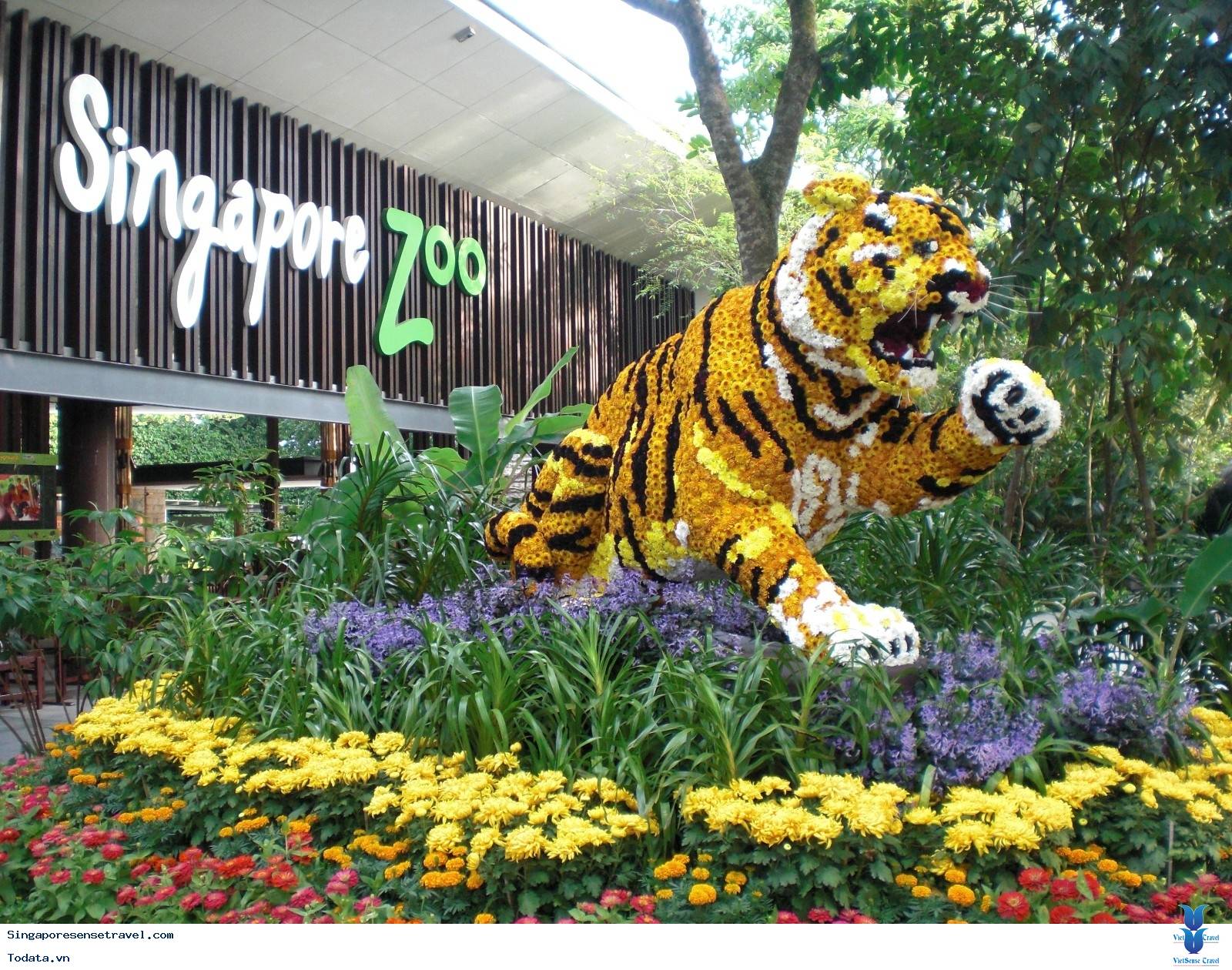Ghé Thăm Vườn Thú Hoang Dã Đẹp Nhất Singapore (Singapore Zoo)