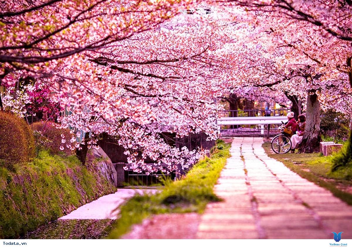 Hàn Quốc và những mùa hoa rực rỡ sắc màu