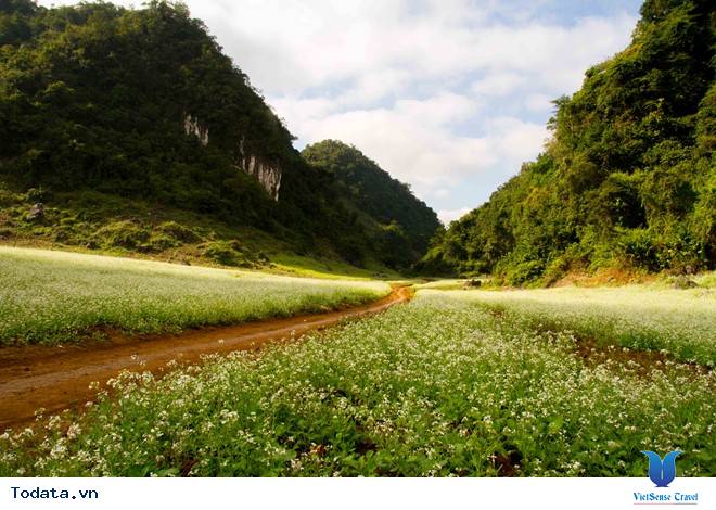 Mộc Châu tháng 11 hoa cải nở trắng trên cao nguyên - Ảnh 3 Mộc Châu tháng 11 hoa cải nở trắng trên cao nguyên - Ảnh 3