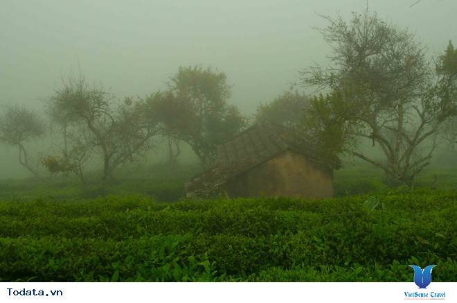 Mộc Châu tháng 11 hoa cải nở trắng trên cao nguyên - Ảnh 5 Mộc Châu tháng 11 hoa cải nở trắng trên cao nguyên - Ảnh 5