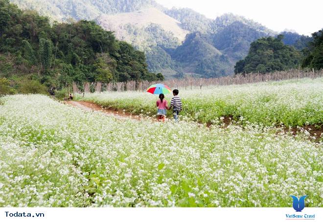 Mộc Châu tháng 11 hoa cải nở trắng trên cao nguyên - Ảnh 1 Mộc Châu tháng 11 hoa cải nở trắng trên cao nguyên - Ảnh 1