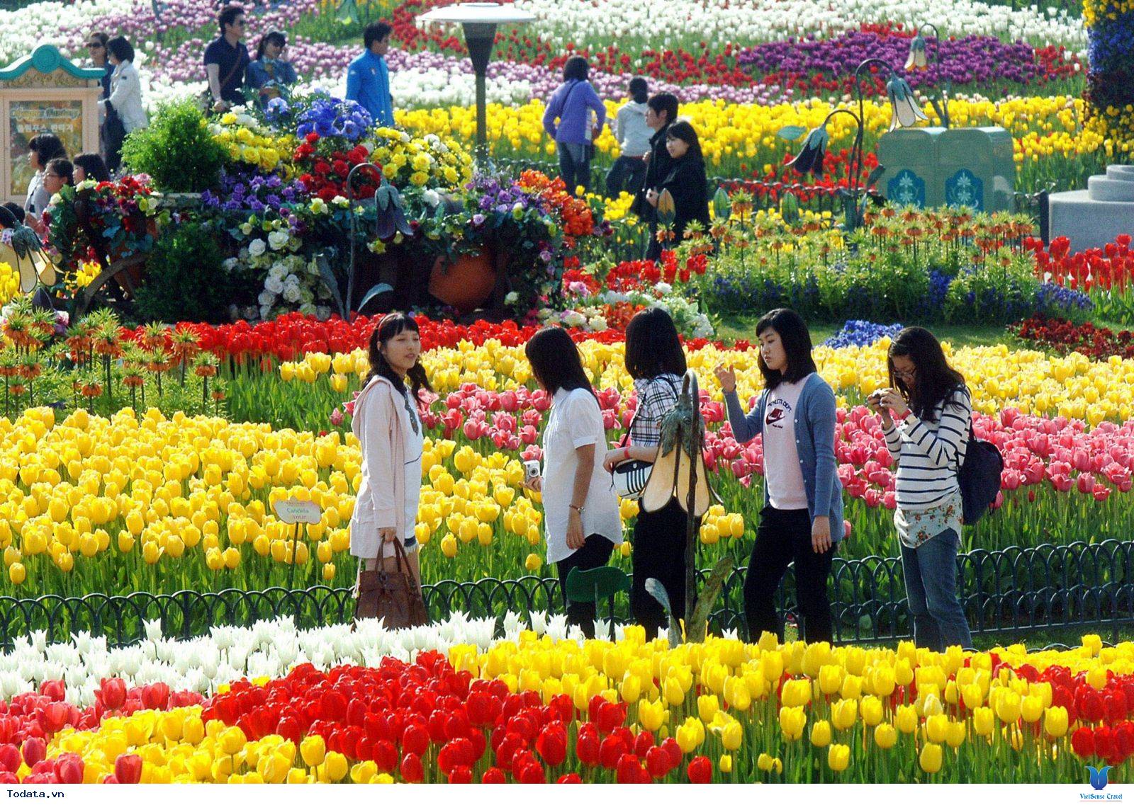 Hòa Mình Vào Lễ Hội Hoa Tulip Khi Đến Với Hàn Quốc Tháng 5 Này