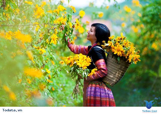 Hương Sắc Hoa Dã Quỳ Mộc Châu Say Đắm Ngày Thu Qua Đông Tới - Ảnh 7 Hương Sắc Hoa Dã Quỳ Mộc Châu Say Đắm Ngày Thu Qua Đông Tới - Ảnh 7