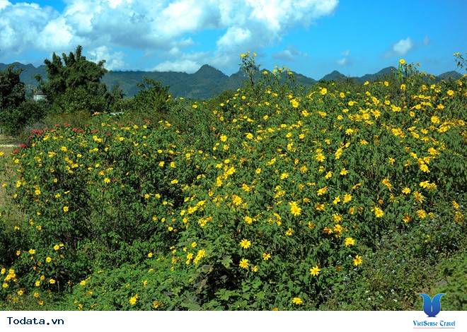 Hương Sắc Hoa Dã Quỳ Mộc Châu Say Đắm Ngày Thu Qua Đông Tới - Ảnh 1 Hương Sắc Hoa Dã Quỳ Mộc Châu Say Đắm Ngày Thu Qua Đông Tới - Ảnh 1
