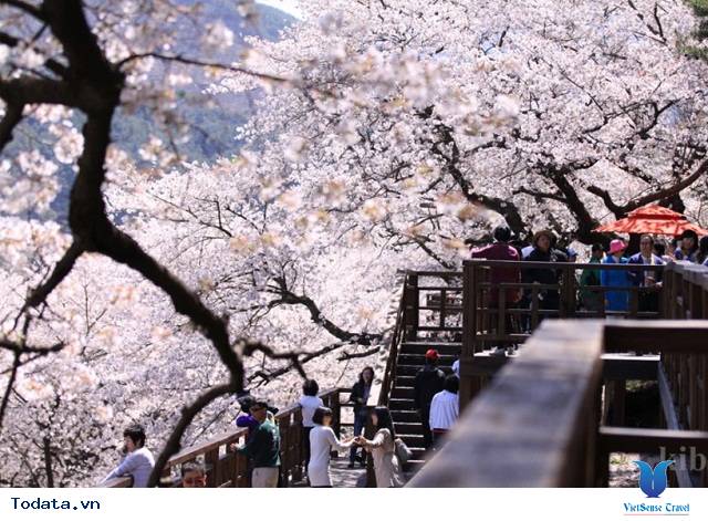 Lễ hội hoa anh đào mong đợi nhất vào mùa xuân ở Hàn Quốc