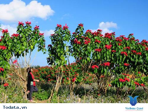 hành trình Mộc Châu - Chốn bình yên sau những ngày vội vã - Ảnh 3