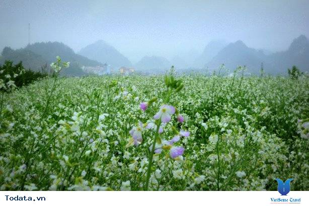 Vẻ Đẹp Mộc Châu Những Ngày Mùa Đông Đến - Ảnh 21