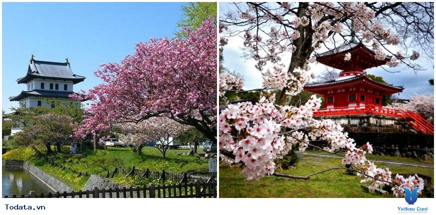 Ngắm hoa anh đào Nhật Bản ở đâu là lý tưởng nhất – Phần 1