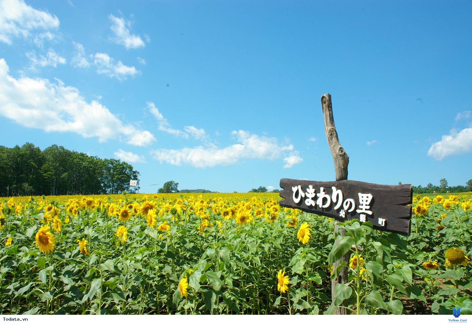 Nhật Bản nổi tiếng với Lễ hội hoa hướng dương