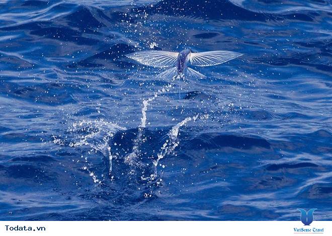 Rộn ràng mùa cá chuồn biển đảo Lý Sơn