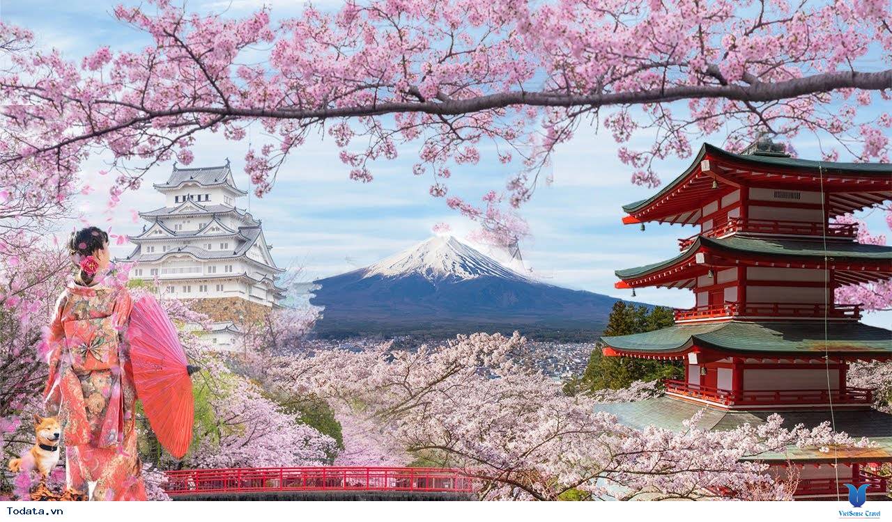 Sống ảo với mùa hoa anh đào ở Nhật Bản