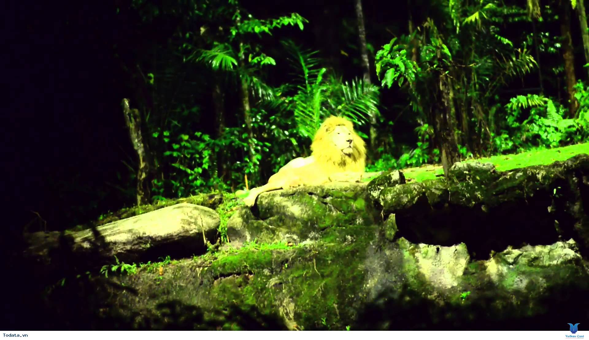 Tham Quan Vườn Thú Night Safari