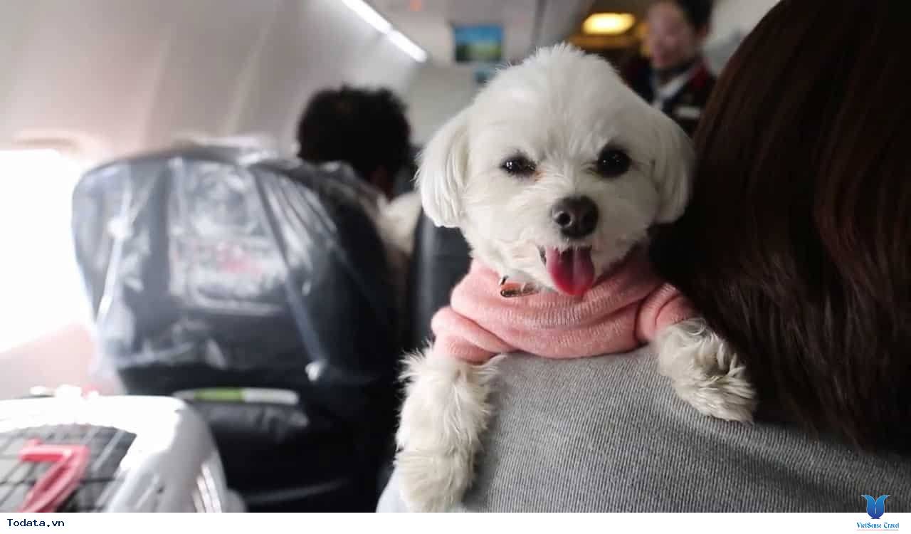 Tour du lịch thú vị bằng máy bay cùng chó tại Nhật Bản