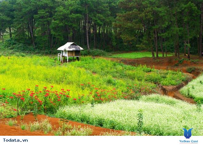 Vẻ Đẹp Mộc Châu Những Ngày Mùa Đông Đến - Ảnh 1