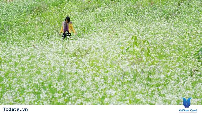 Vẻ Đẹp Mộc Châu Những Ngày Mùa Đông Đến - Ảnh 2