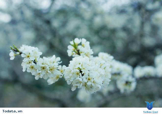 Vẻ Đẹp Mộc Châu Những Ngày Mùa Đông Đến - Ảnh 6