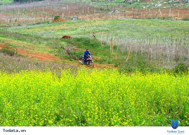 Vẻ Đẹp Mộc Châu Những Ngày Mùa Đông Đến - Ảnh 3