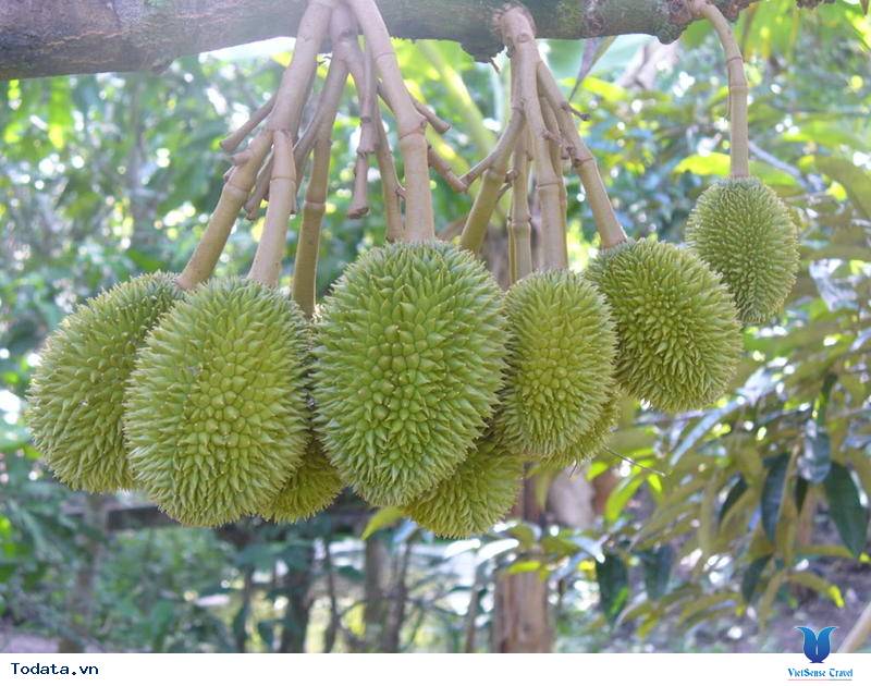 Về Vĩnh Long thăm miệt vườn sum suê trái ngọt - Ảnh 1 Về Vĩnh Long thăm miệt vườn sum suê trái ngọt - Ảnh 1