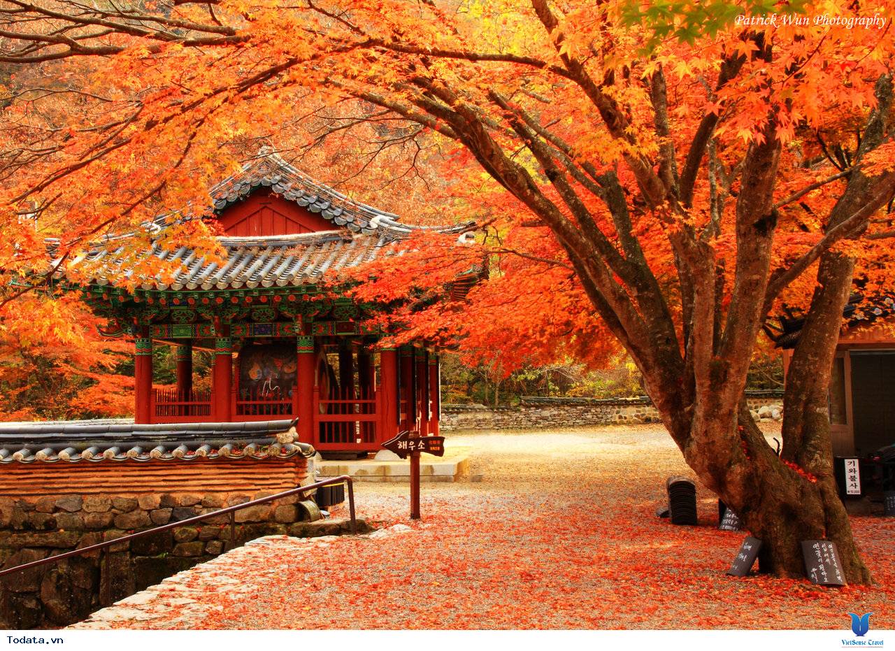 Vi vu Hàn Quốc ngắm mùa thu lá đỏ nhuộm màu trời