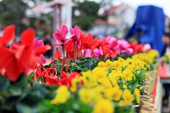 Khám Phá Vẻ Đẹp Những Loài Hoa Trên Xứ Sở Mờ Sương Đà Lạt 1 Ngày Khám Phá Vẻ Đẹp Những Loài Hoa Trên Xứ Sở Mờ Sương Đà Lạt 1 Ngày
