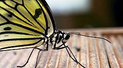 Butterfly park and Insect kingdom, thế giới của loài bướm