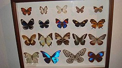 Butterfly park and Insect kingdom, vương quốc của loài bướm và côn trùng