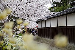 Con Đường Của Nhà Triết Học Ở Nhật Bản