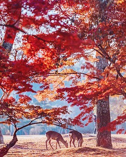 Công viên Nara Nhật Bản