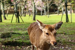 Công Viên Nara- Thiên Đường Của Hươu Sao Nhật Bản