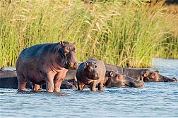 Công viên ngập mặn iSimangaliso