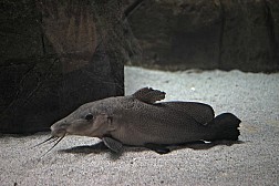 Điều thú vị ở Singapore Zoo