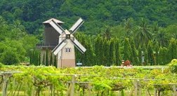 Du Ngoạn vườn nho Silver Lake