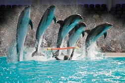 Dubai Dolphinarium- Điểm Tham Quan Hào Nhoáng Ở Dubai